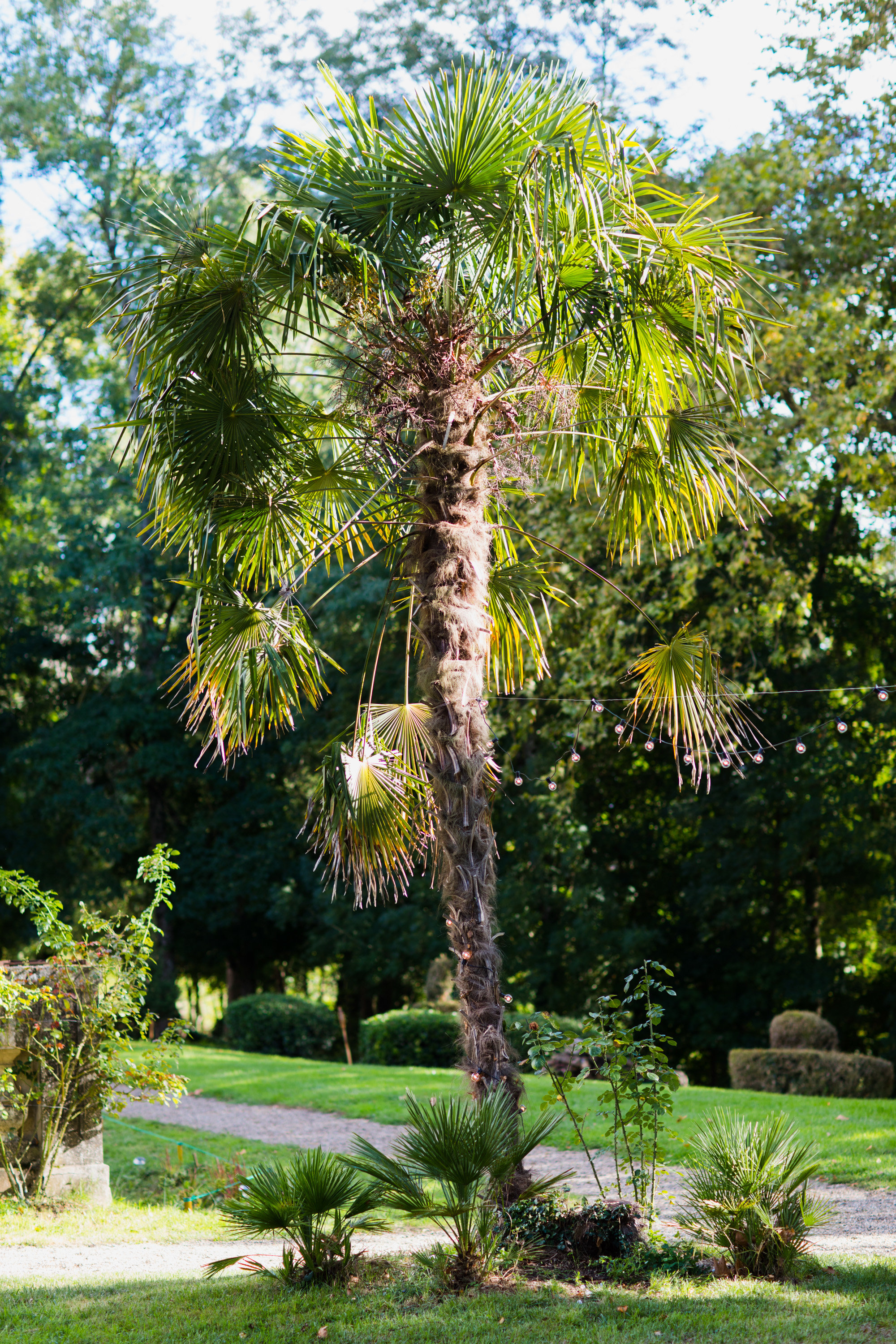 Palmier dans le Parc